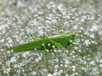 Amenaza plaga de chapulines cultivos de frijol en Fresnillo