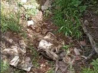 Realiza Escarabajos búsqueda positiva en Jerez