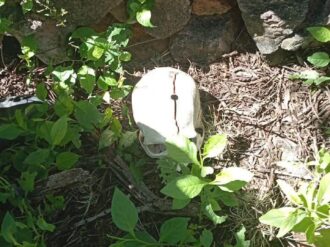 Grupo Escarabajos realiza otra búsqueda positiva