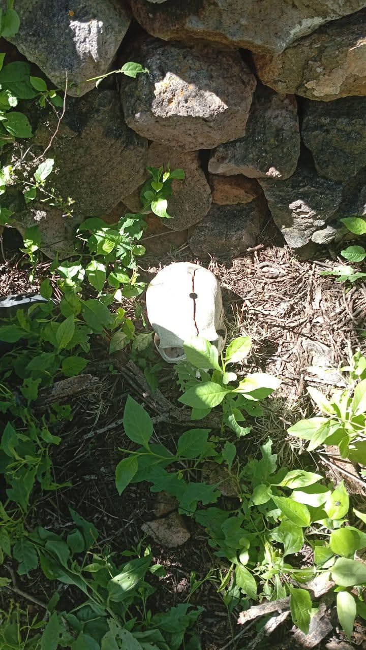 Grupo Escarabajos realiza otra búsqueda positiva