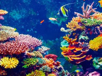 En peligro de extinción 6 mil 800 especies 