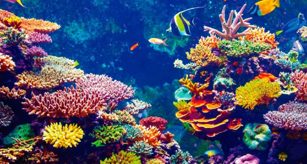 En peligro de extinción 6 mil 800 especies 