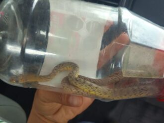 Reportan serpientes en zona urbana de Río Grande
