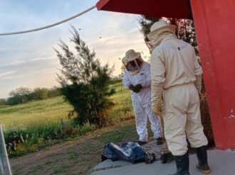 Retiran panales de abejas en escuelas de Villa de Cos