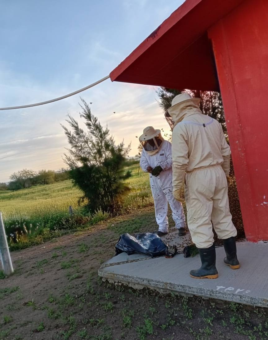 Retiran panales de abejas en escuelas de Villa de Cos 