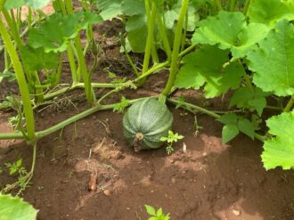 Revisan humedad en las parcelas de Río Grande