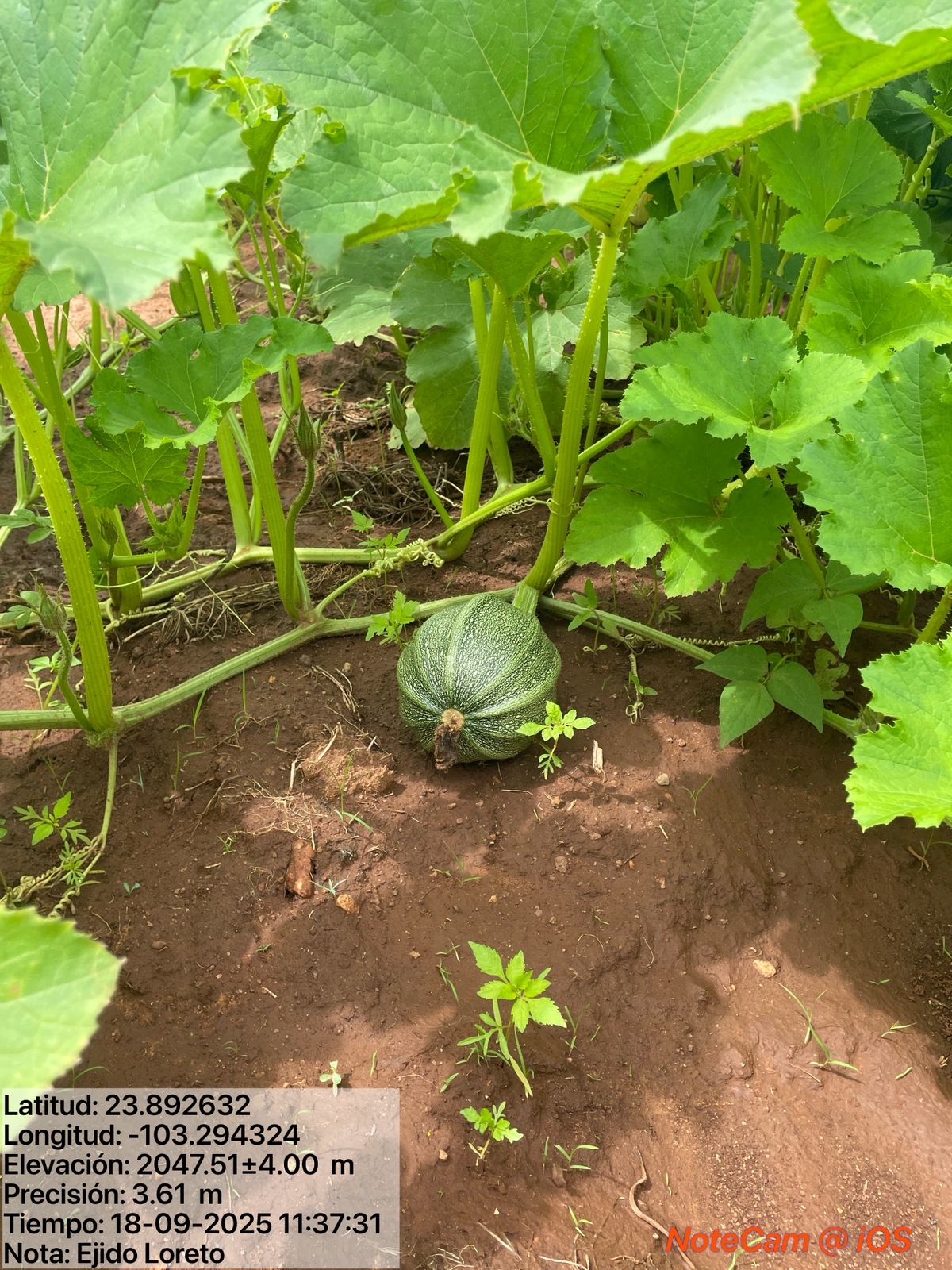 Revisan humedad en las parcelas de Río Grande