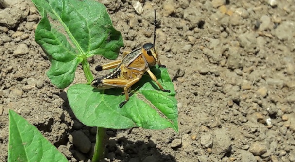 Destinan $500 mil para combatir la plaga de chapulín 