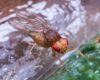 Jerez, libre de mosca de la fruta