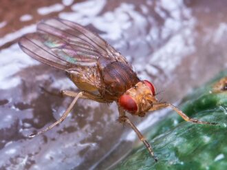 Jerez, libre de mosca de la fruta