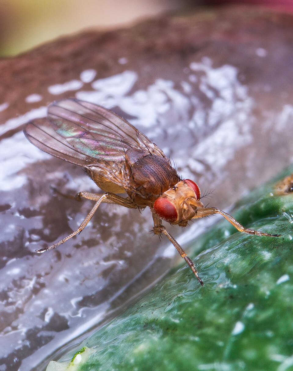 Jerez, libre de mosca de la fruta