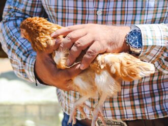 Entregan 87 paquetes de aves productoras en Monte Escobedo