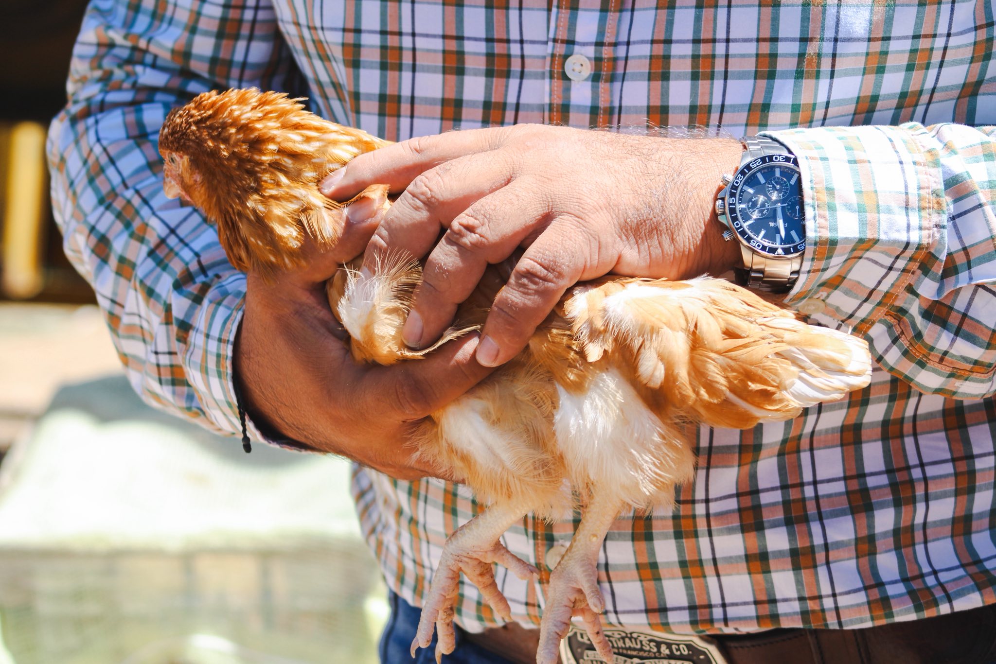 Entregan 87 paquetes de aves productoras en Monte Escobedo 