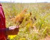 Persiste incumplimiento a los campesinos