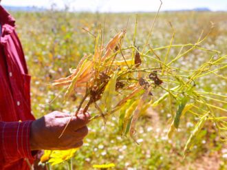 Persiste incumplimiento a los campesinos