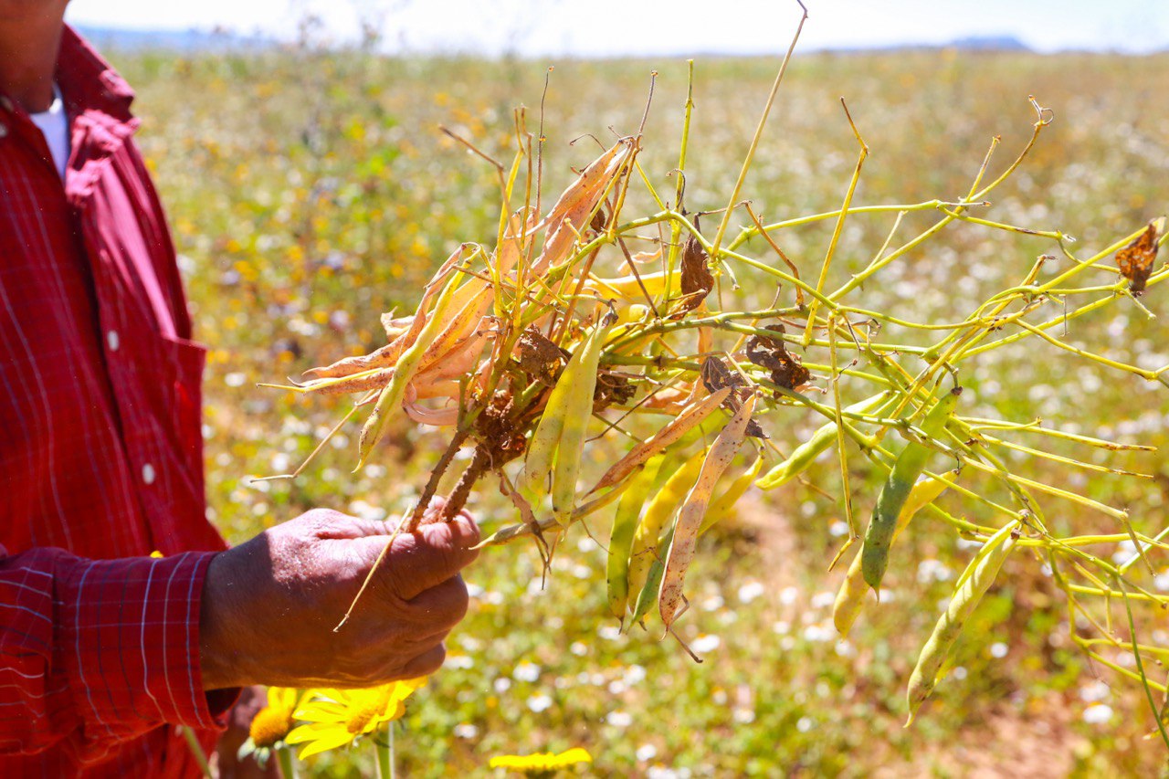Persiste incumplimiento a los campesinos