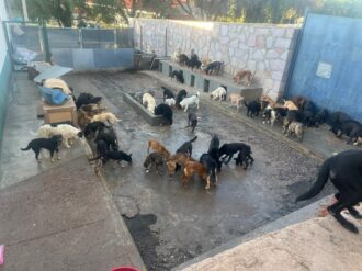Llaman a la adopción responsable