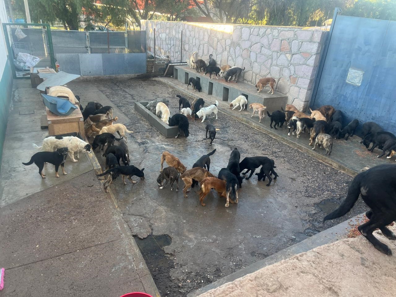 Llaman a la adopción responsable