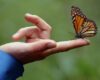 Llega a Michoacán la primera mariposa monarca con transmisor satelital
