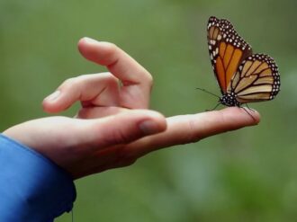 Llega a Michoacán la primera mariposa monarca con transmisor satelital