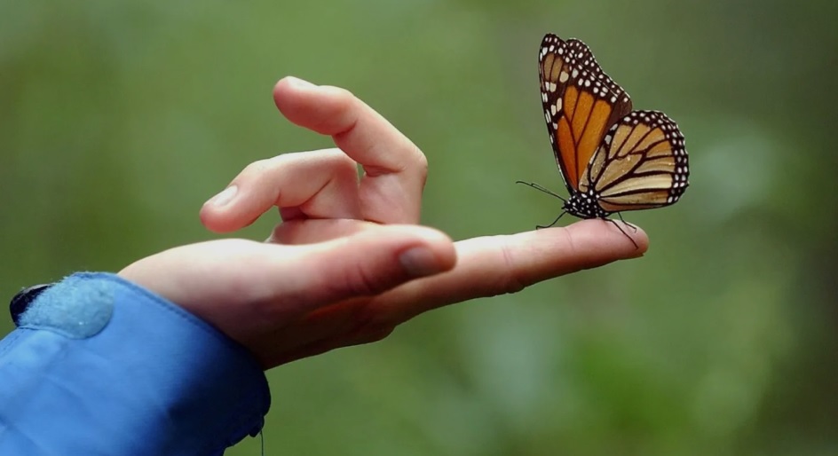Llega a Michoacán la primera mariposa monarca con transmisor satelital