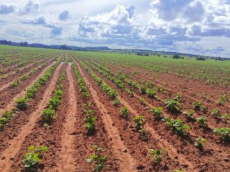 Anuncian arranque de acopio de frijol; precio de garantía 27 pesos