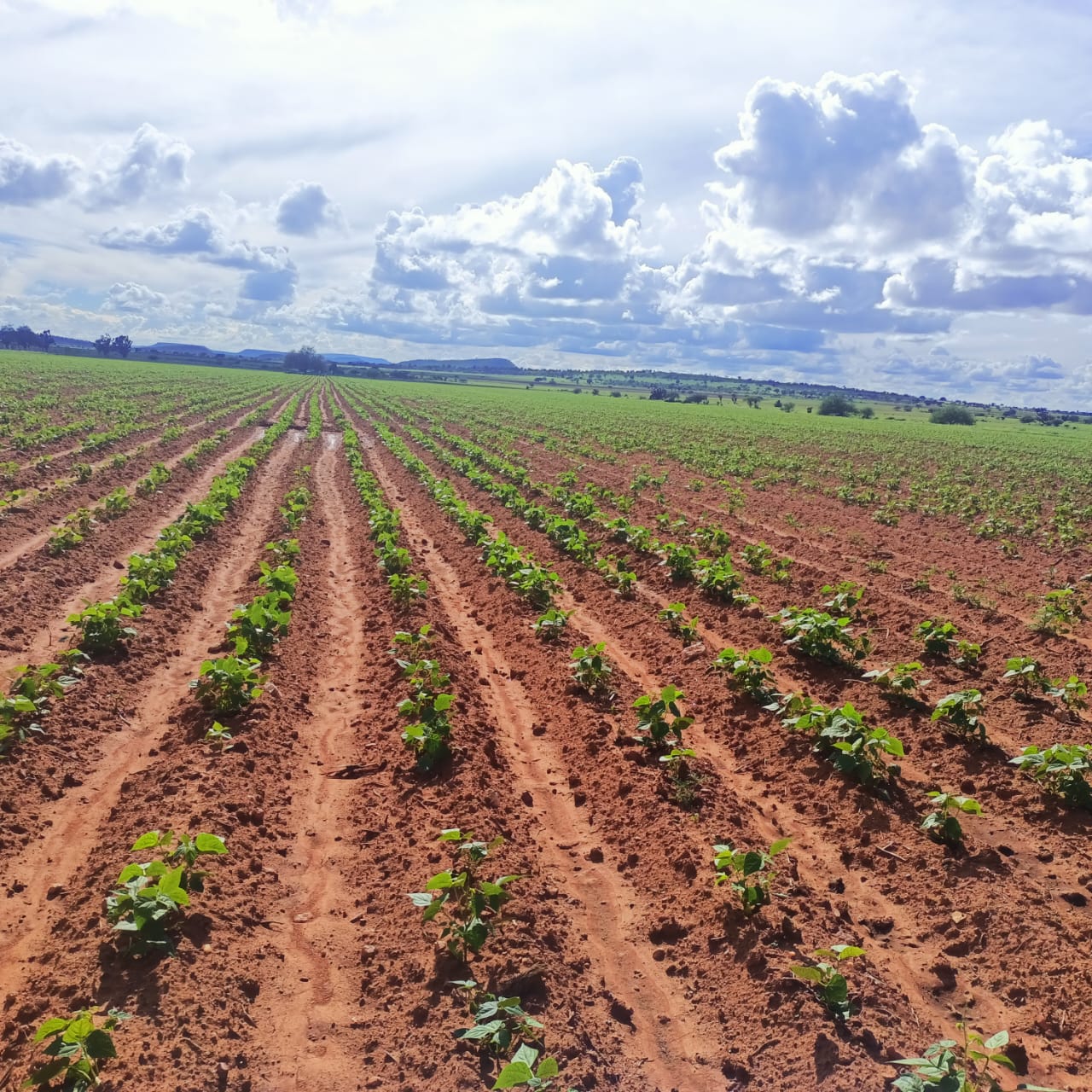 Anuncian arranque de acopio de frijol; precio de garantía 27 pesos