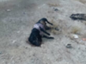 Acusan al alcalde de Juchipila de ordenar matanza de perritos