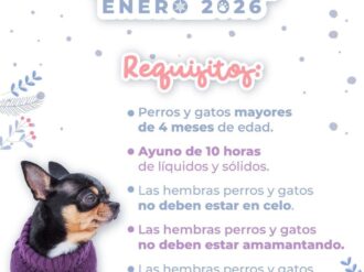 Realizarán cirugías de esterilización canina y felina en todo el estado