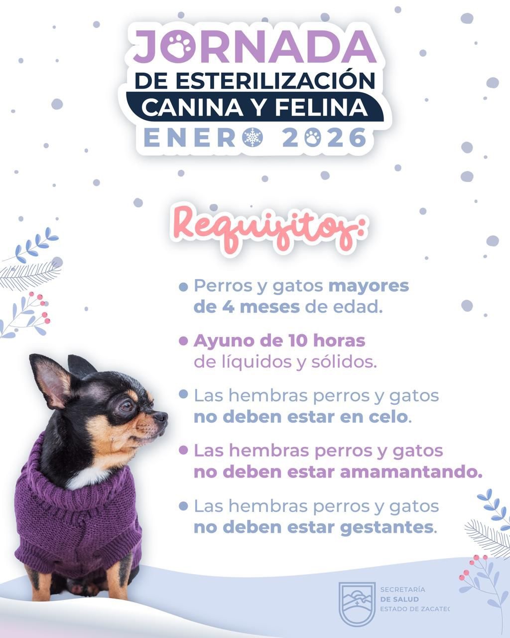 Realizarán cirugías de esterilización canina y felina en todo el estado
