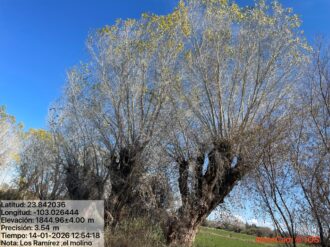 Recomiendan podar árboles entre diciembre y febrero