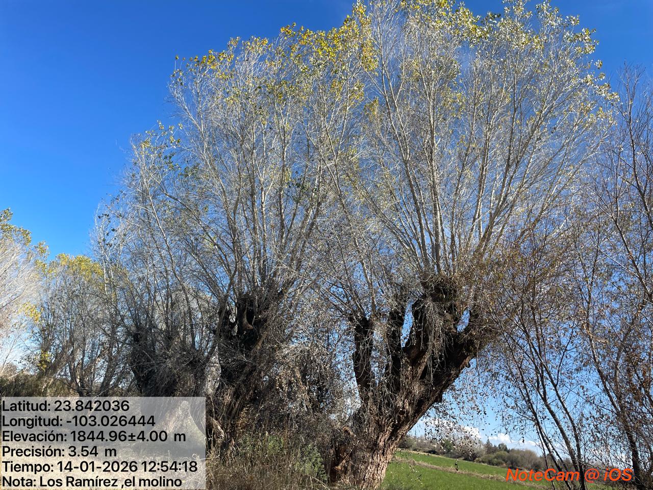 Recomiendan podar árboles entre diciembre y febrero