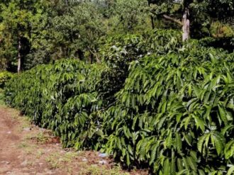 Salvan cosecha de café en México, migrantes haitianos y venezolanos