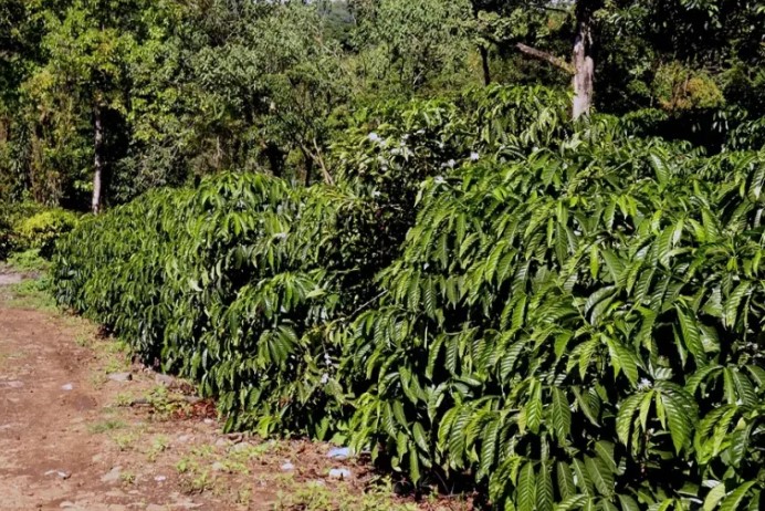 Salvan cosecha de café en México, migrantes haitianos y venezolanos