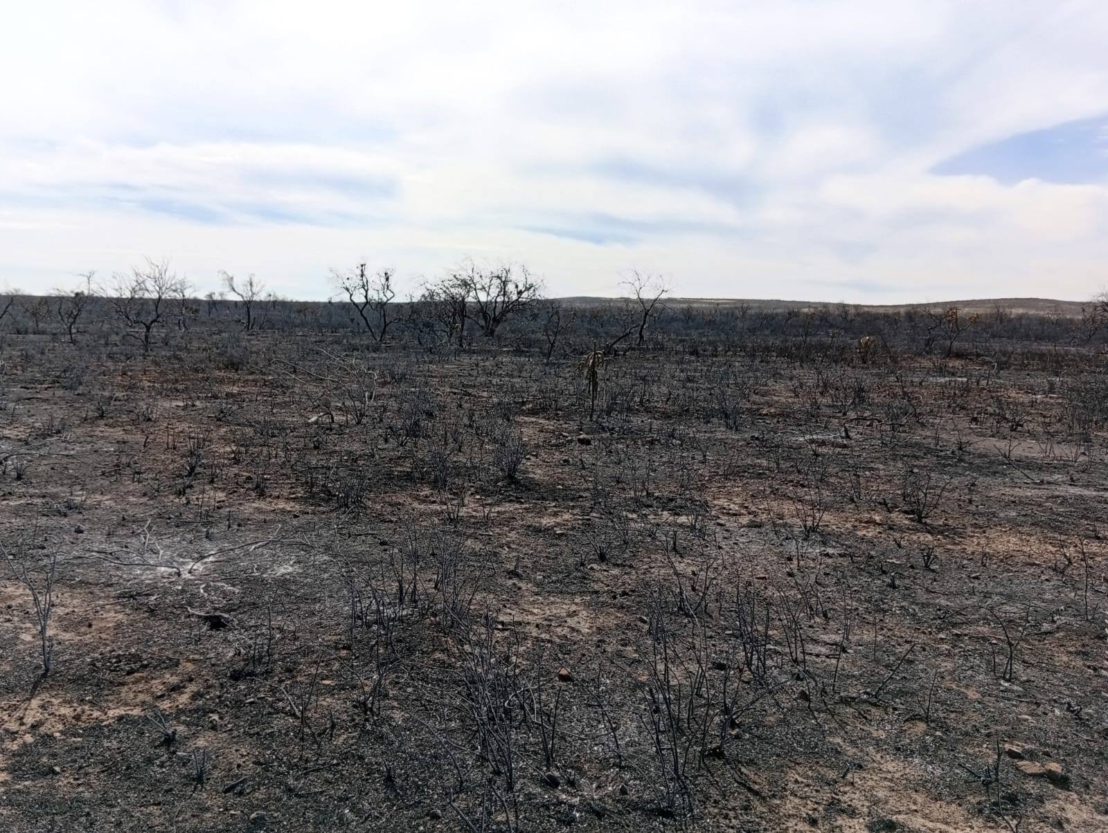 Se consumen 1 mil 200 hectáreas tras incendio en Villa de Cos