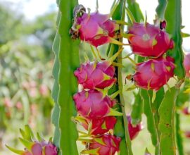 Apuestan por la pitaya en Pánuco 