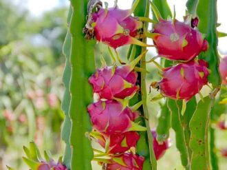Apuestan por la pitaya en Pánuco