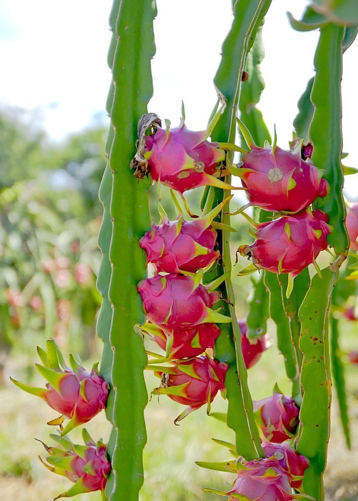 Apuestan por la pitaya en Pánuco