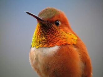 El amor no se amarra