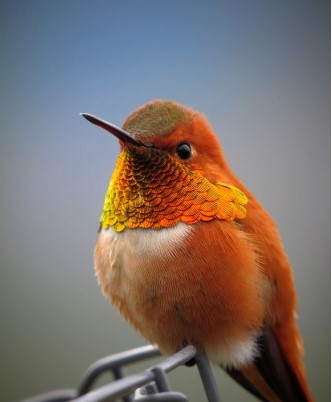 El amor no se amarra