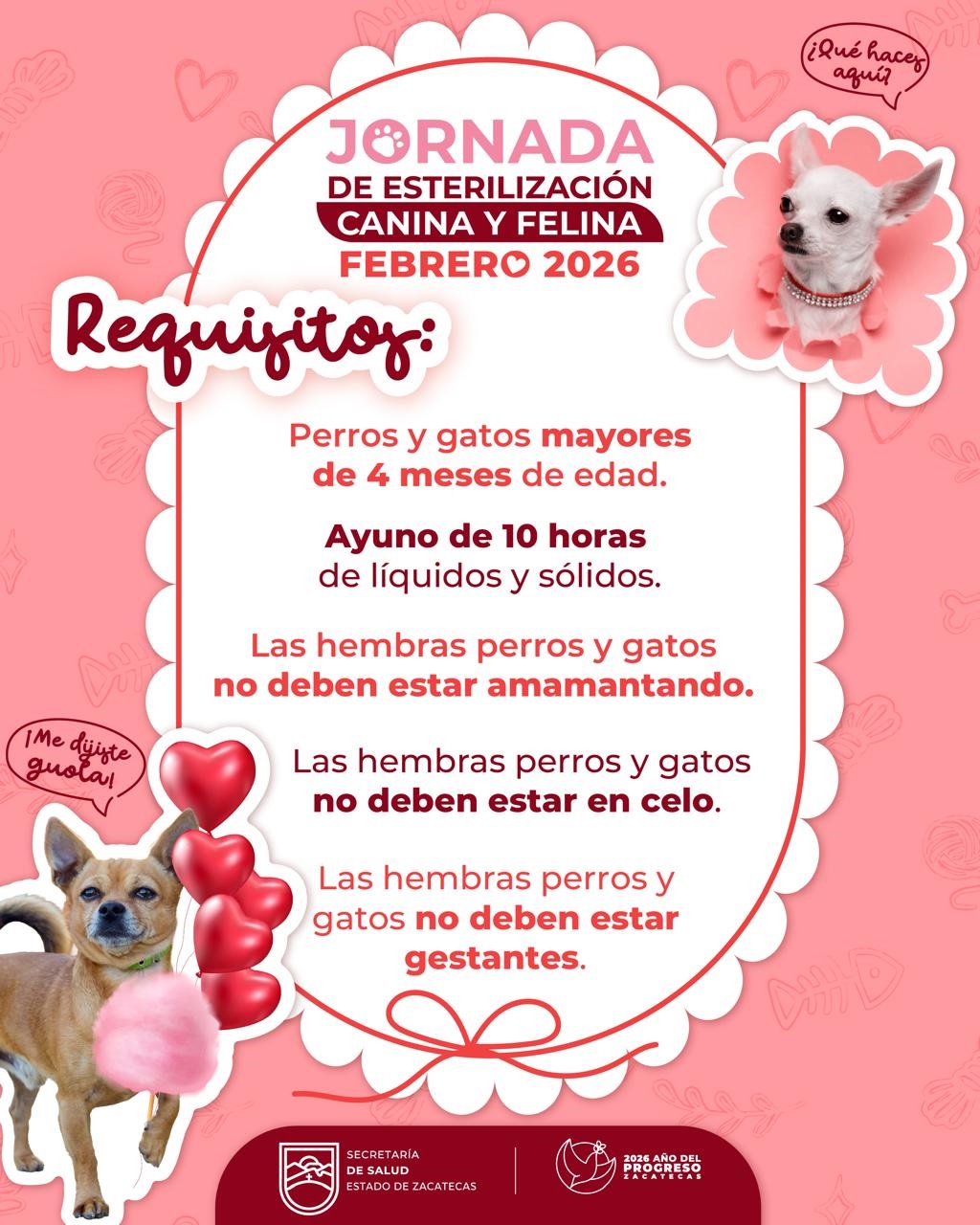 Anuncian jornadas de cirugías de esterilización canina y felina 