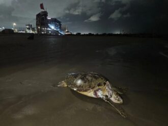 Alerta Greenpeace de daños en arrecifes del Golfo de México por derrame de petróleo