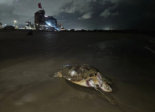 Alerta Greenpeace de daños en arrecifes del Golfo de México por derrame de petróleo