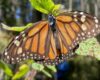 Llega a Texas la primera Mariposa Monarca con radiotransmisor 