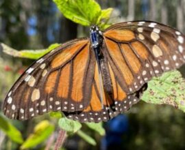 Llega a Texas la primera Mariposa Monarca con radiotransmisor  