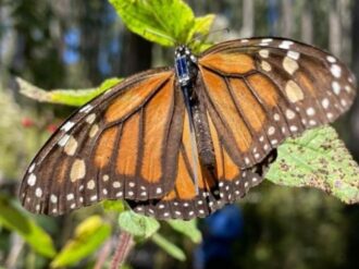 Llega a Texas la primera Mariposa Monarca con radiotransmisor 