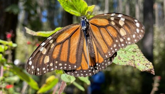 Llega a Texas la primera Mariposa Monarca con radiotransmisor 