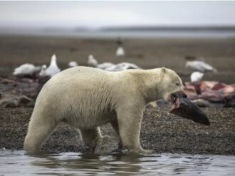 Sobreviven osos polares a la reducción de hielo marino