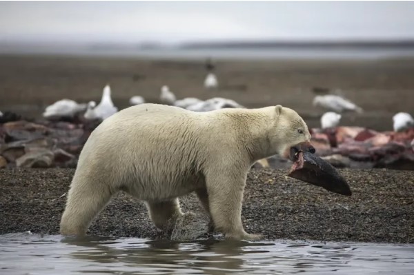 Sobreviven osos polares a la reducción de hielo marino