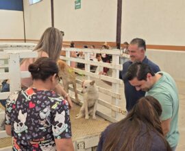 Esterilizan 100 mascotas en Jalpa 